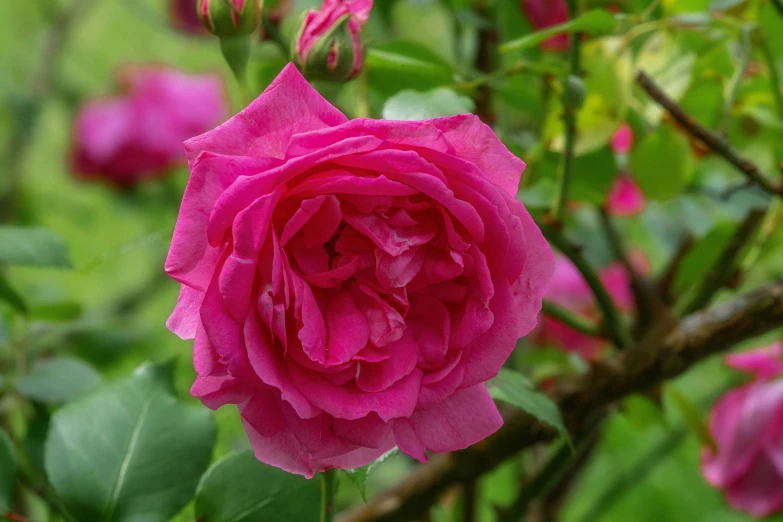 pink flower with a green stem and some very pretty leaves