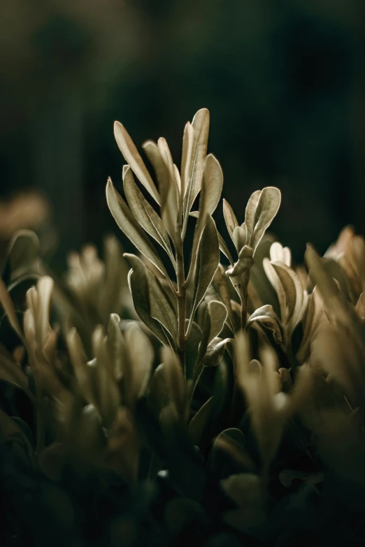 some green plants that have some brown leaves