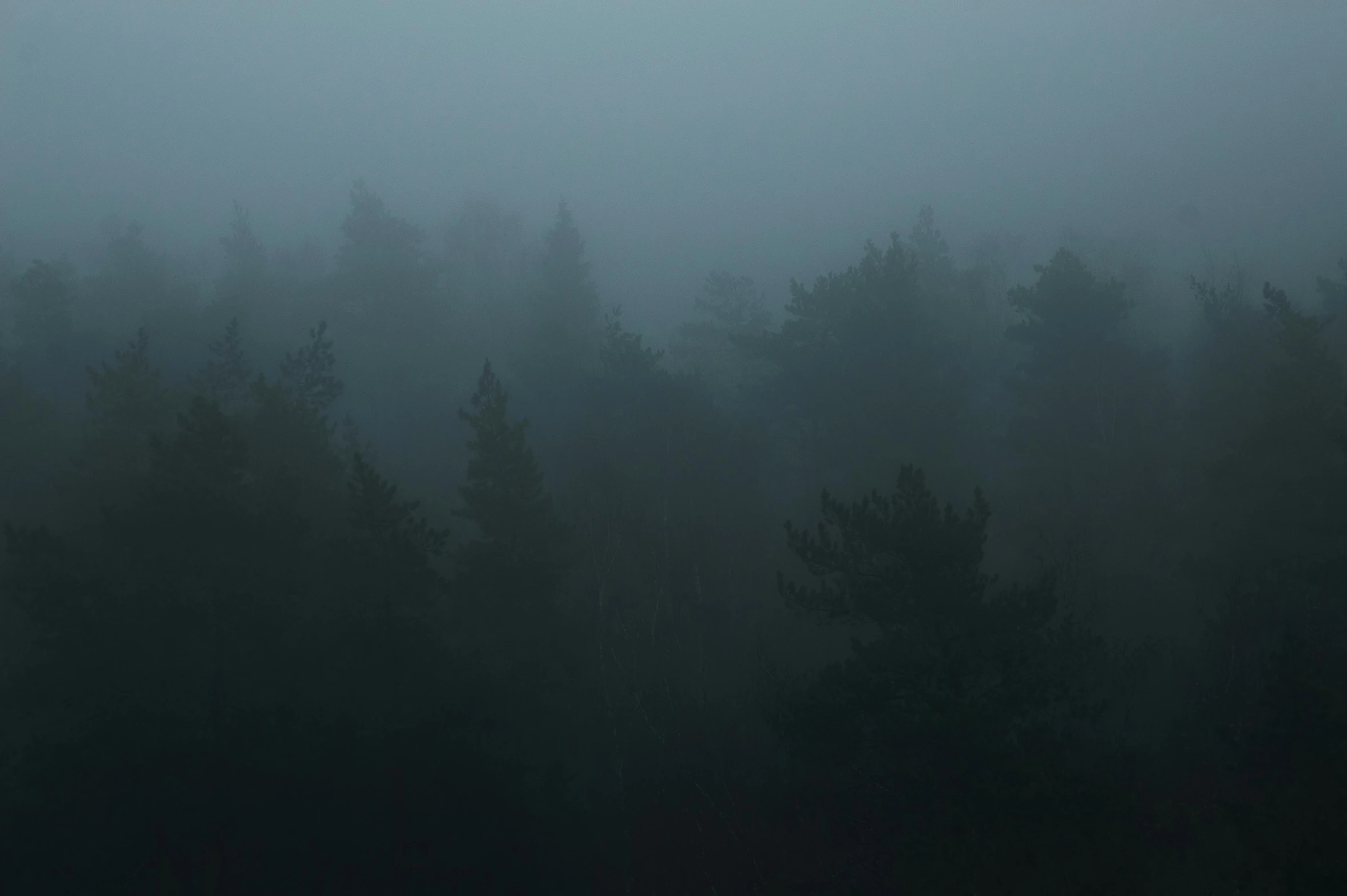 dark fog covers the trees near evergreen forest