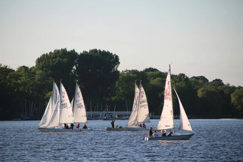 three sailboats float in the water by some trees