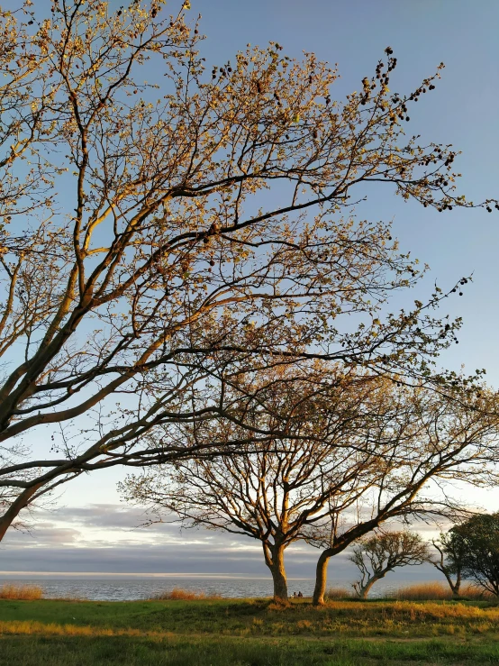 trees with nches near a grassy area overlooking the ocean