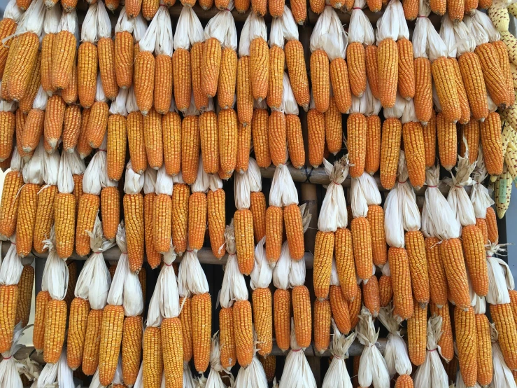 a bunch of corn sitting next to each other