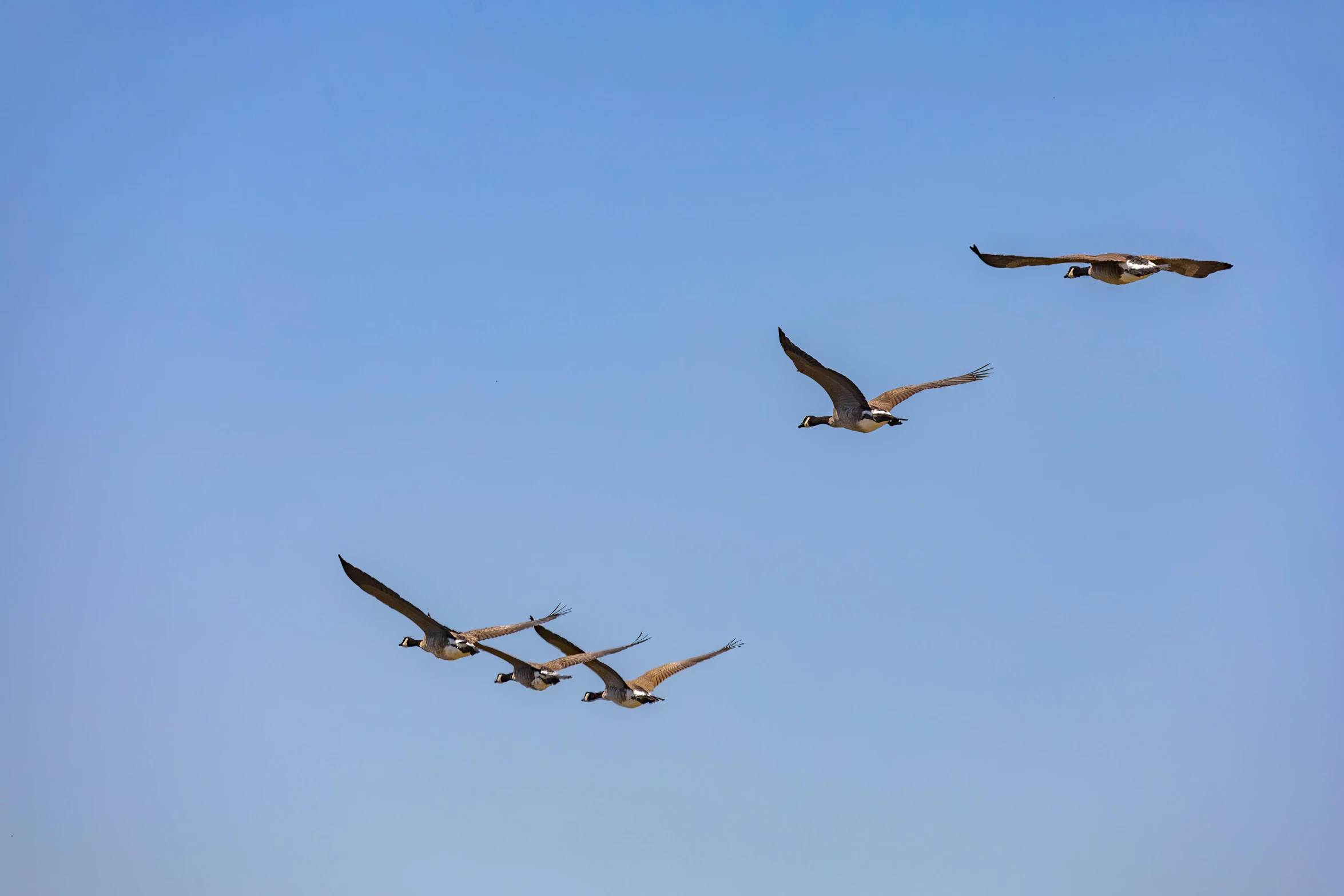 four flying birds are in the sky near each other