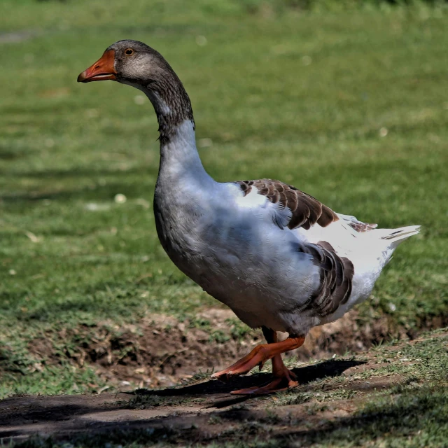 a duck walking on the ground near the grass