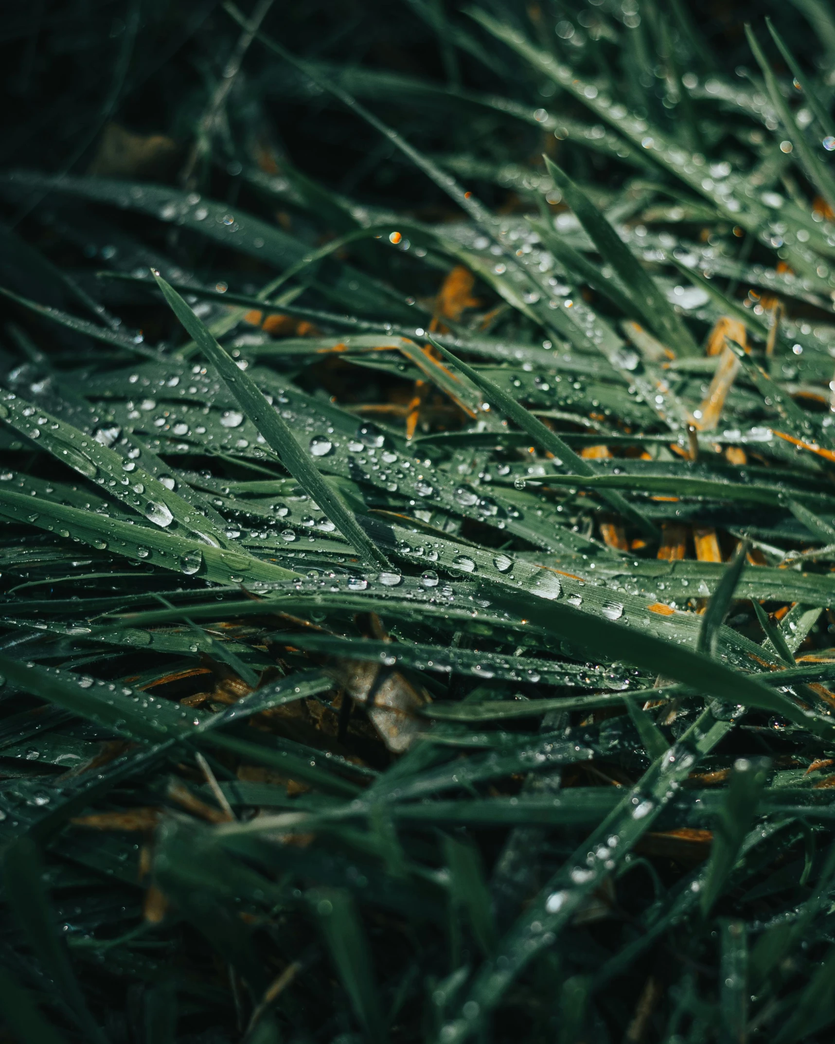 grass covered in dew from a garden fall