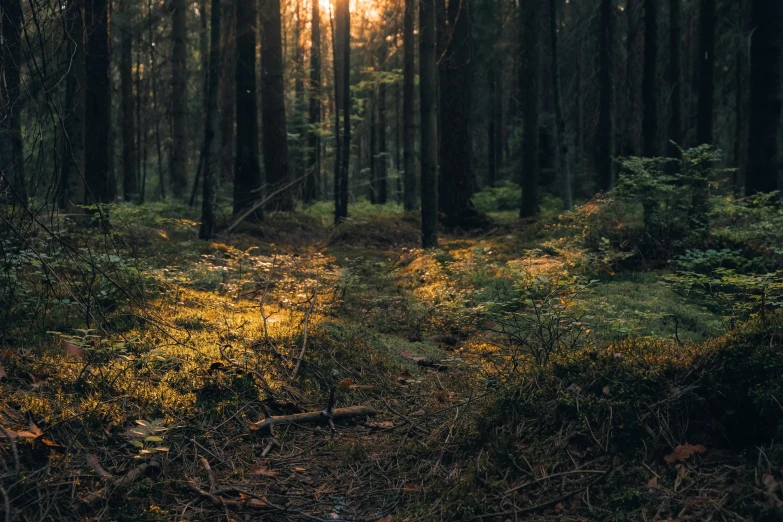 sun shining through the trees into a forest floor