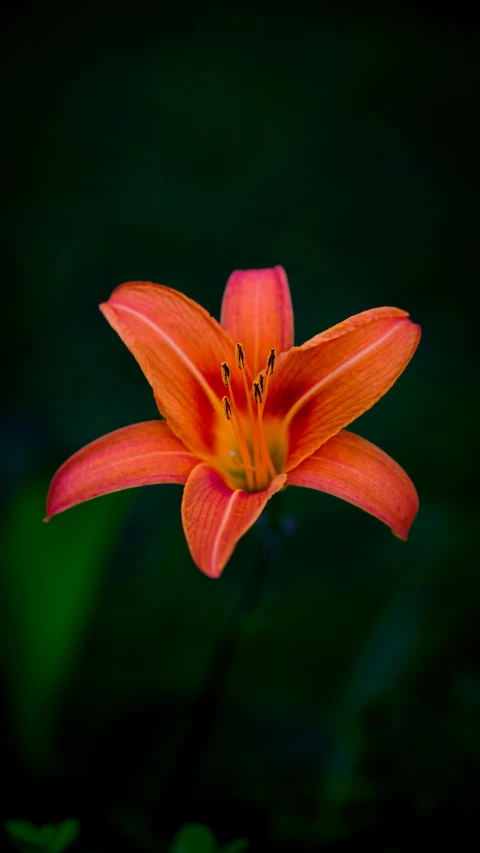 a large orange flower with a leafy background
