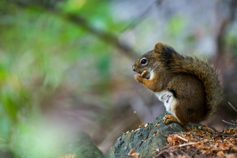 an image of a squirrel eating soing out of the air