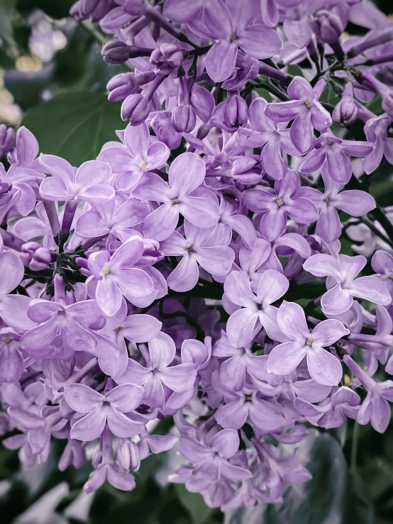 purple lilacs are blooming along the side of a road