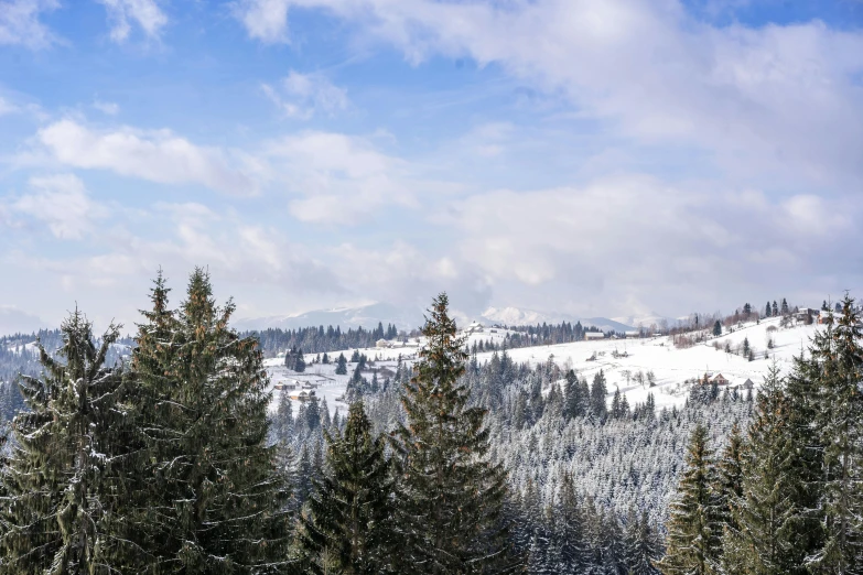 some pine trees and snow and a mountain