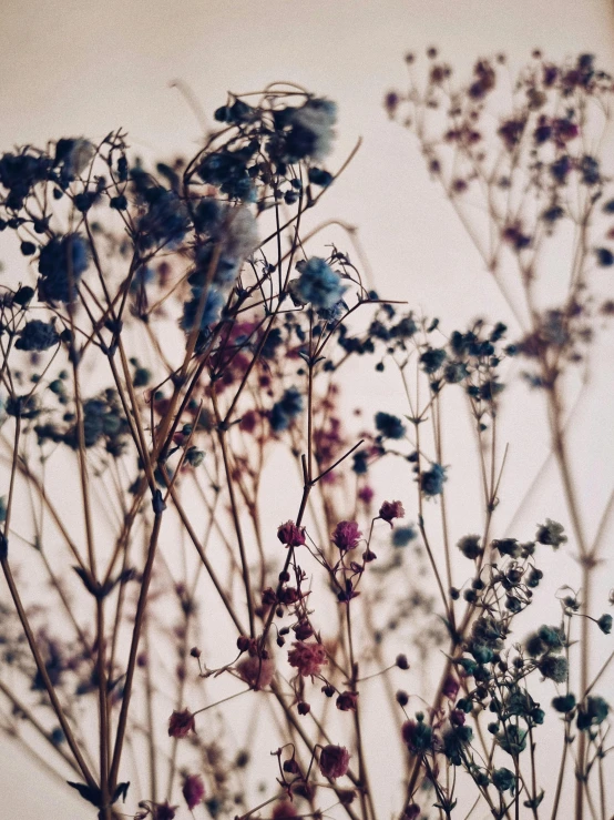 some pretty flowers that are on a plant