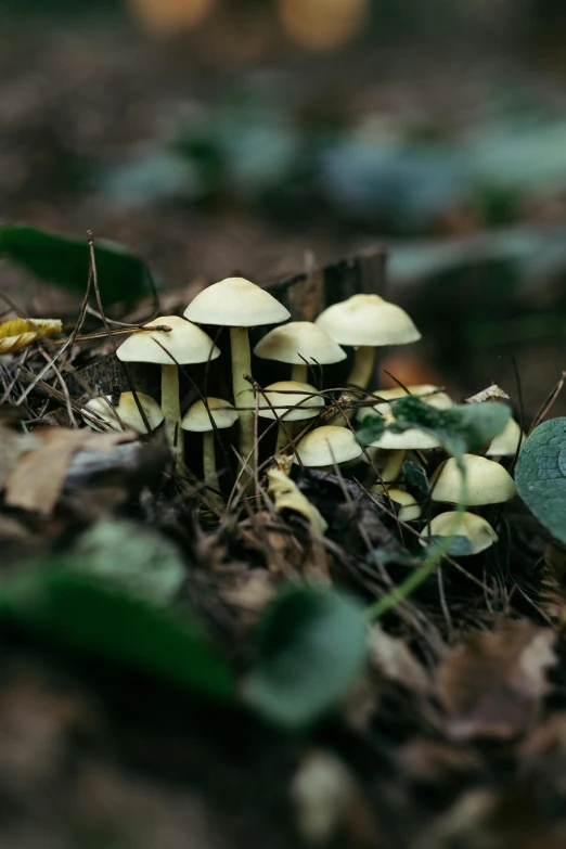 a cluster of mushrooms on the forest floor