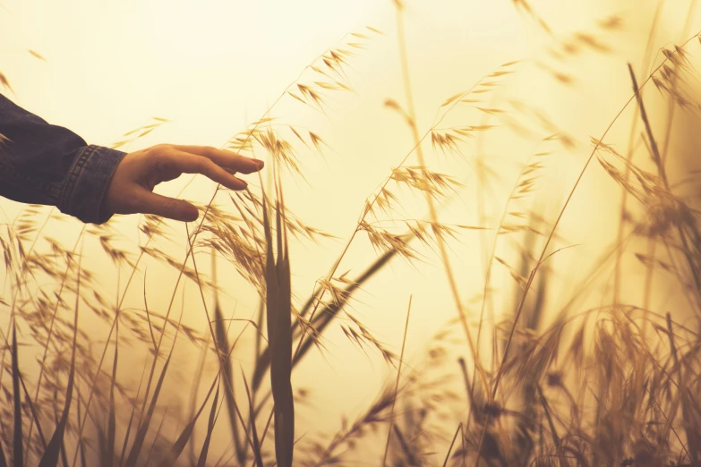 the hands of a person reaching for tall grass
