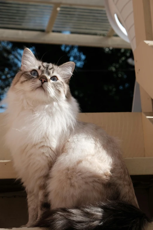 a fluffy white cat with blue eyes sitting on a porch