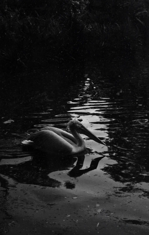 a large long legged bird floating in water