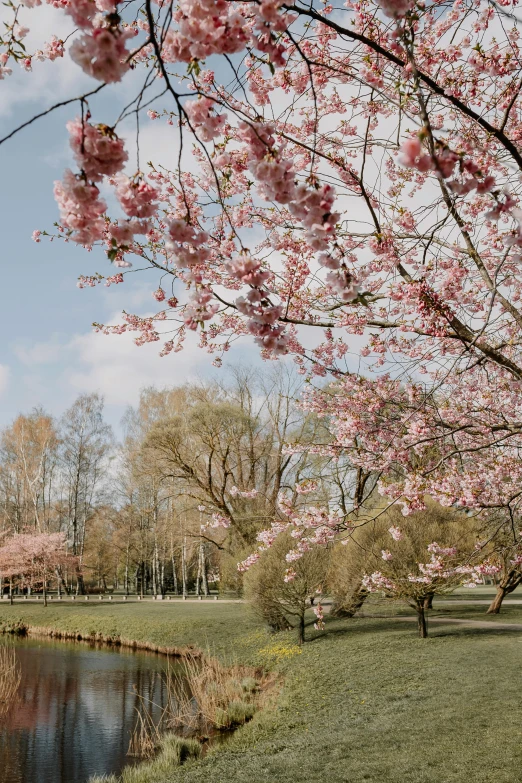 cherry trees are blooming by the water in a park