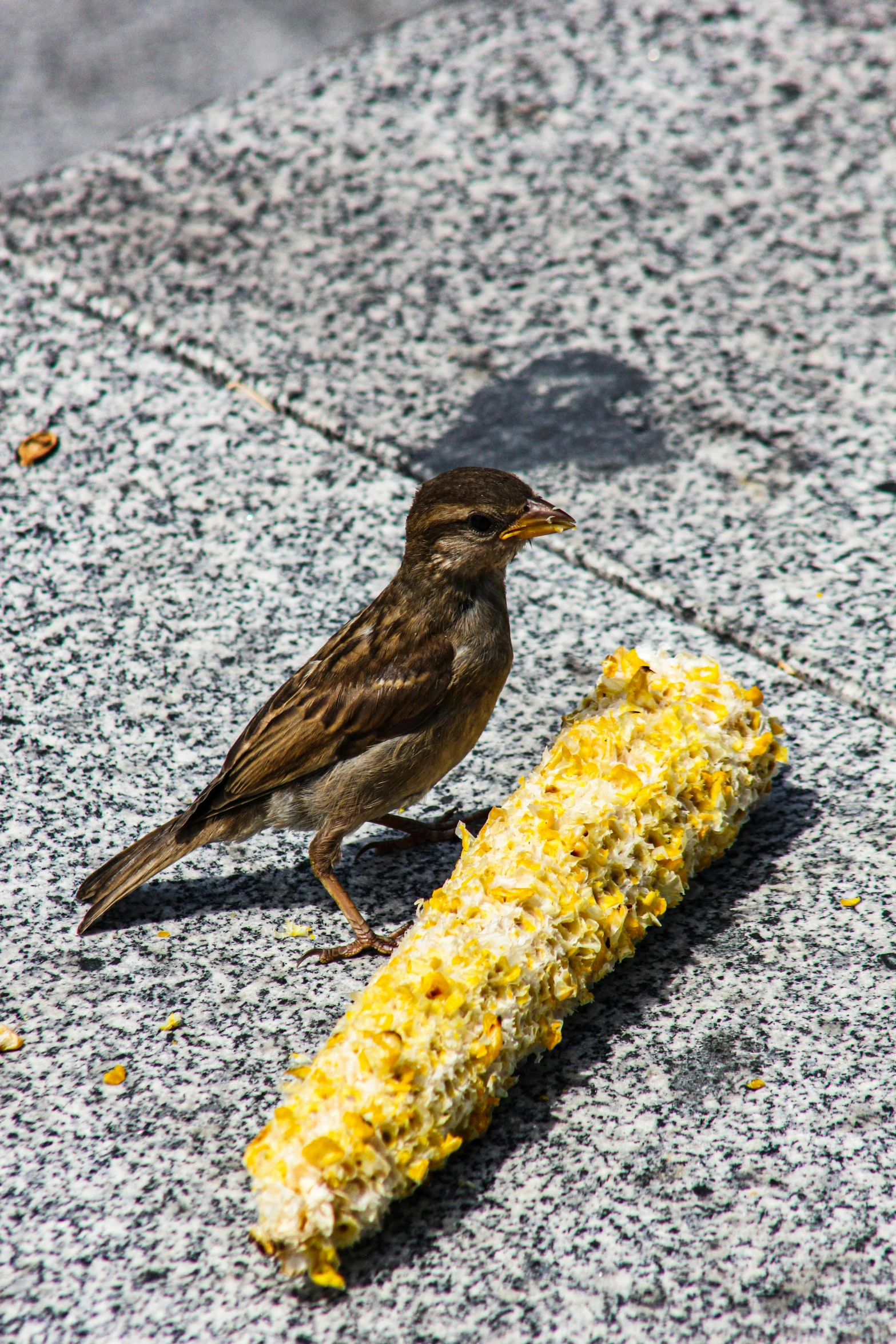 the bird is sitting near a corn cob on the sidewalk