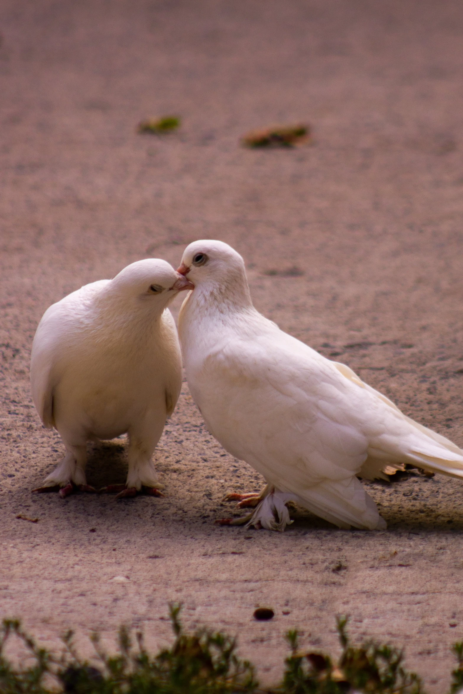 two white birds sitting on top of a cement ground