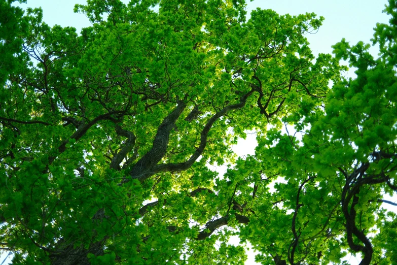 a tree canopy with no leaves and a bench in the middle of the leaves