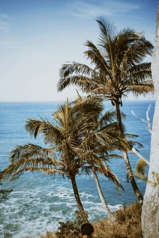 a boy sitting under a palm tree looking at the ocean