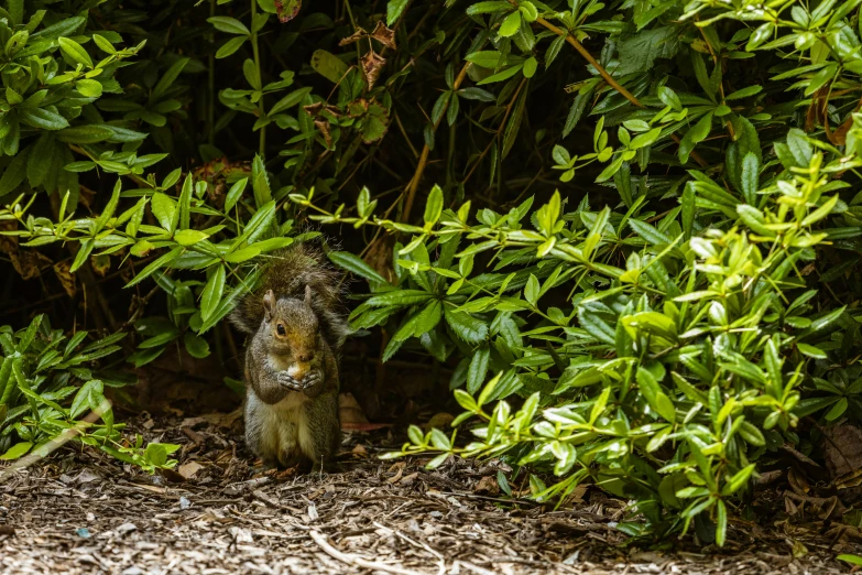 a squirrel in the bushes looking like it has just taken off