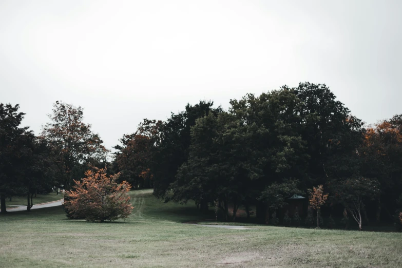 a lone horse that is standing in the grass