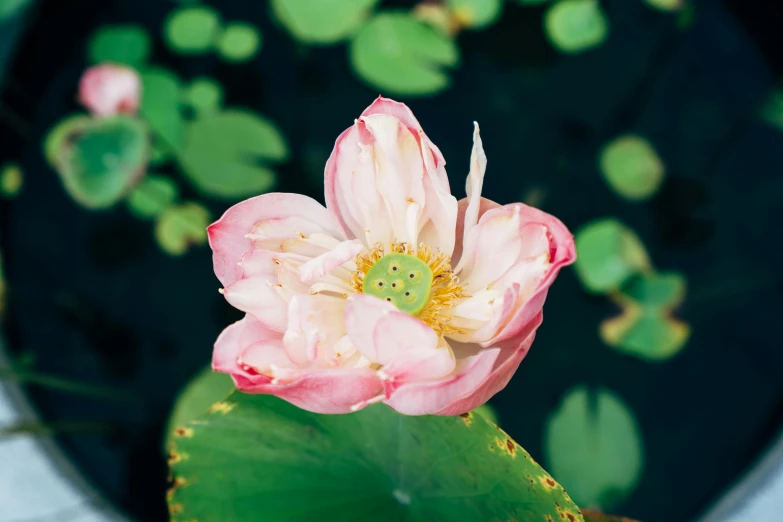 a pink and yellow flower with leaves in the water