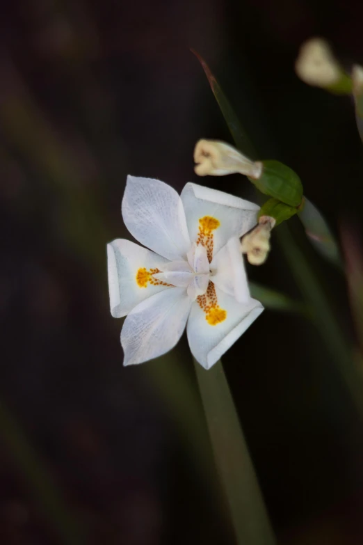 white flowers with yellow center and dark background