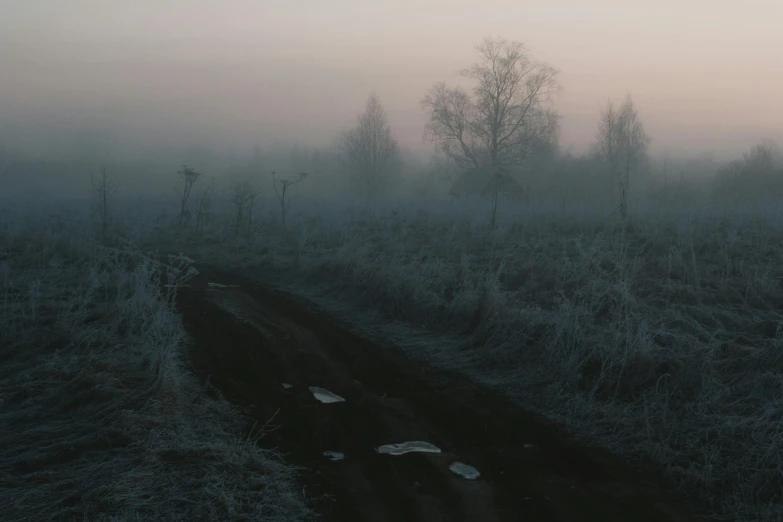 a foggy road near some trees