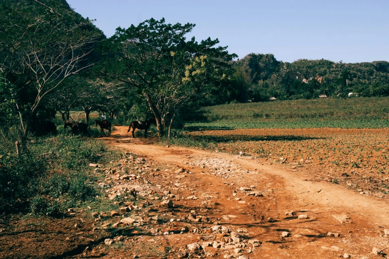 a dirt road running through the woods by some rocks