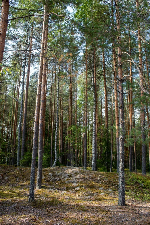 several trees in the middle of a forest filled with leaves