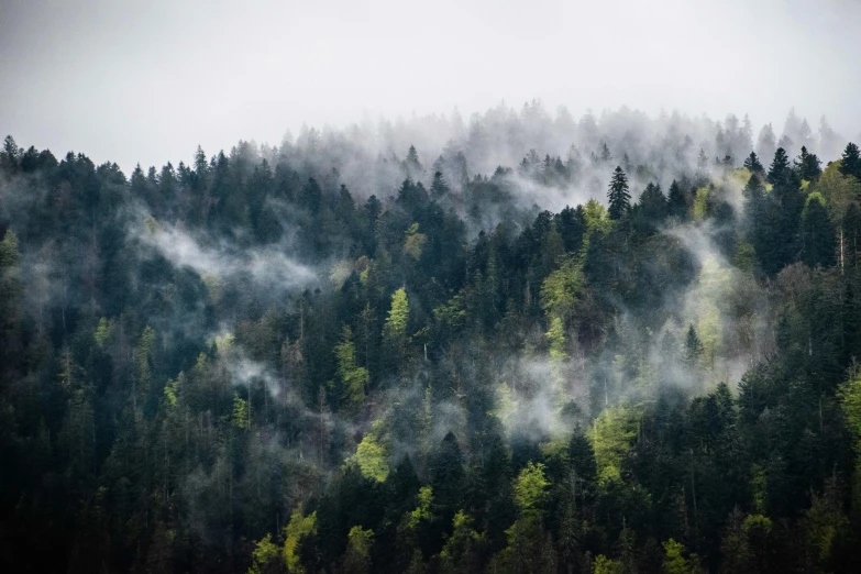 a group of trees standing next to each other in front of mountains