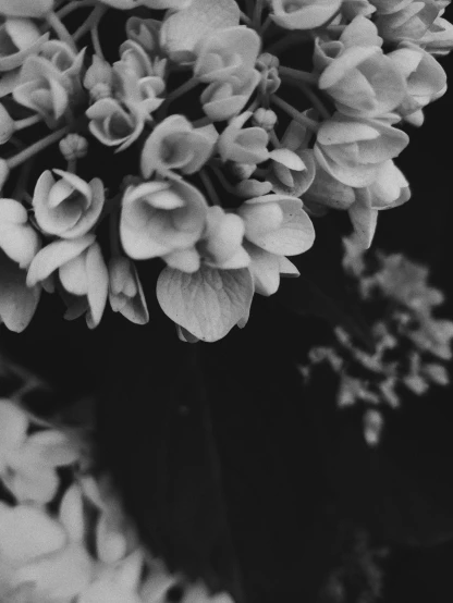 a black and white po of some flowers