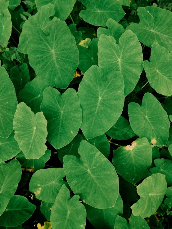 large green leaves with some yellow flowers behind them