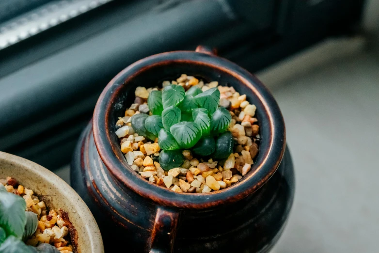 two pots with plants in them near each other