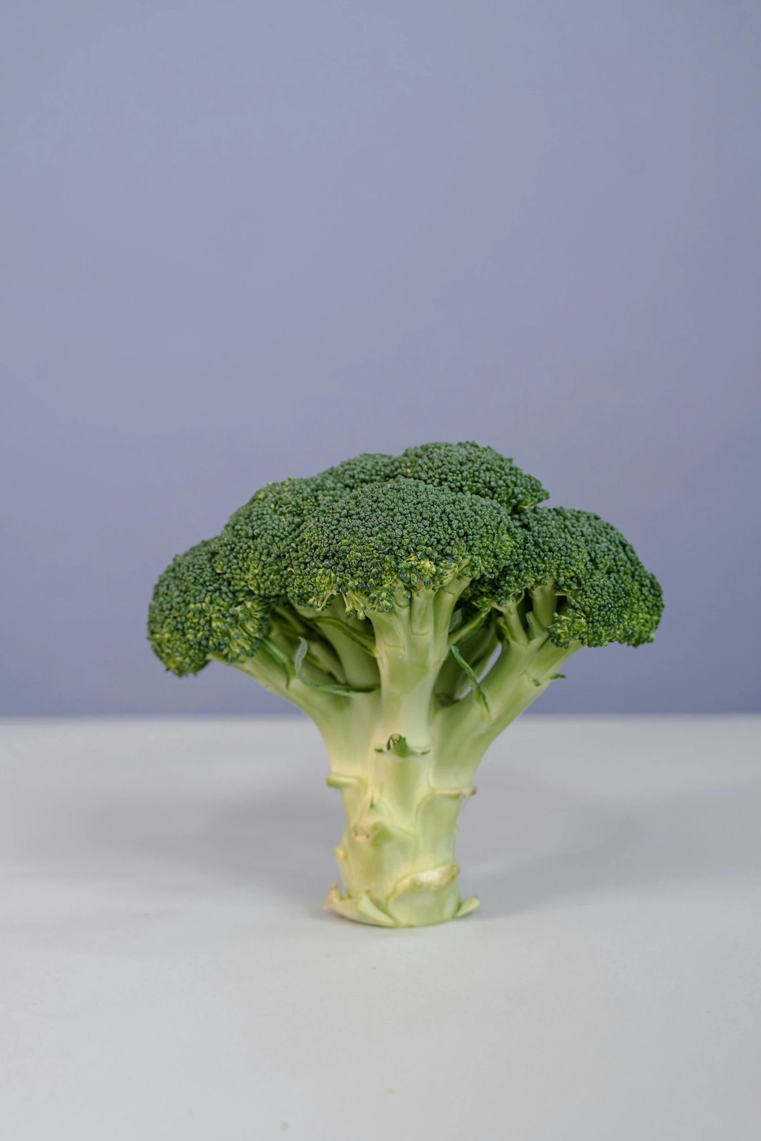 a single green broccoli on a white table