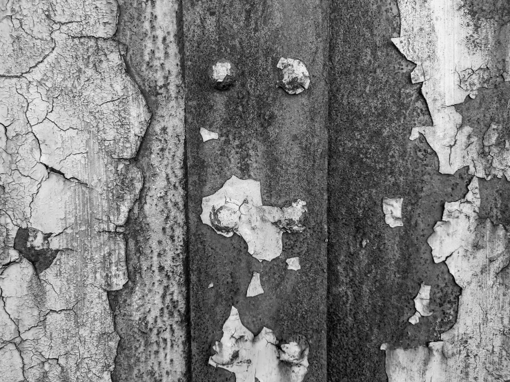 closeup of an old tree with peeling bark