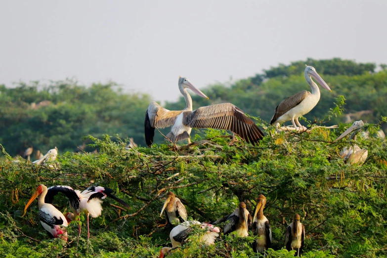 a flock of birds stand on trees on the shore