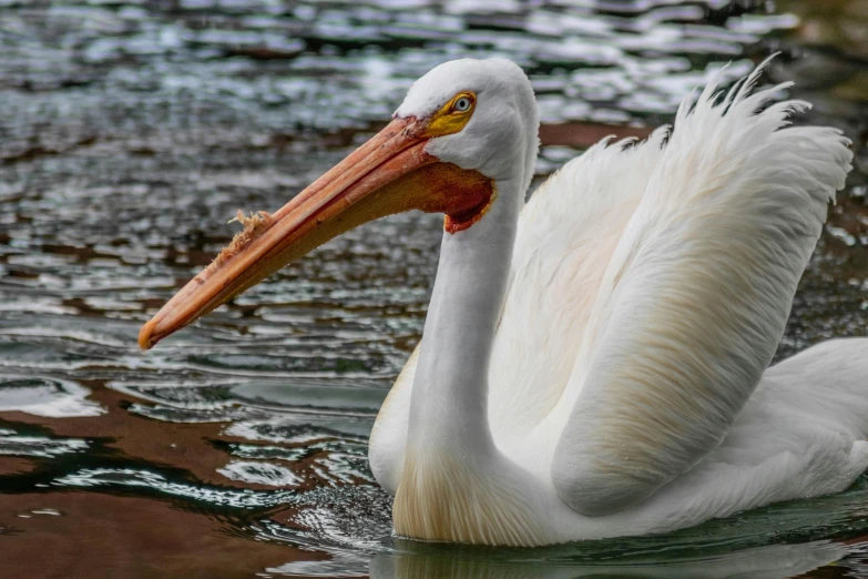 the large white bird is floating on water