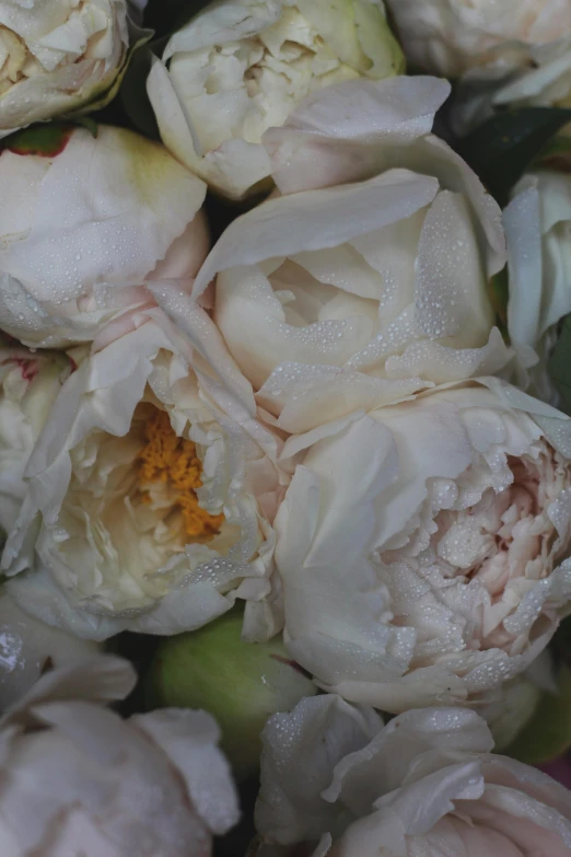 closeup of white flowers with green leaves on them