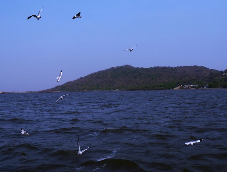 many birds flying around in the blue water