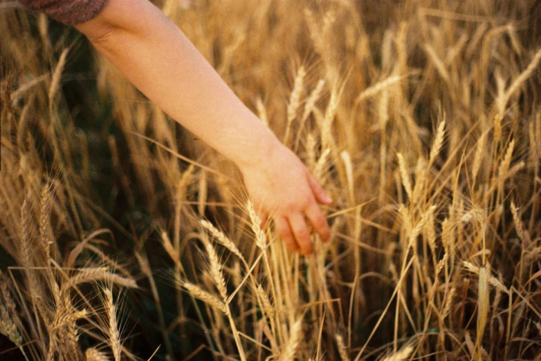 an up - close view of someone reaching out for soing in the middle of a field