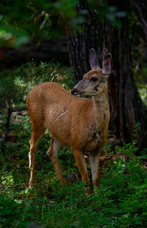 a deer standing next to a tree on a field