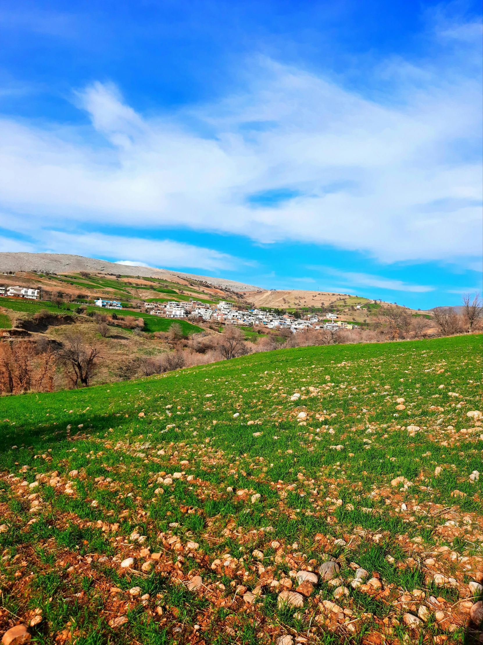 a green hillside that has grass in it