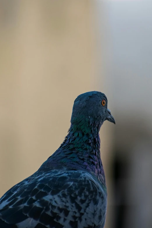 a close up of a blue bird with it's head looking up