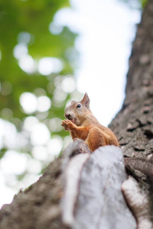 a squirrel sits in the crook of a tree