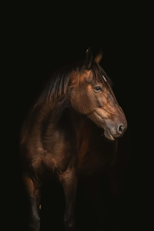 a brown horse in the dark, staring straight ahead