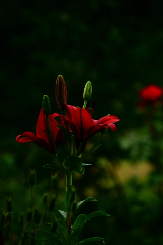 flowers in the foreground are very large red ones