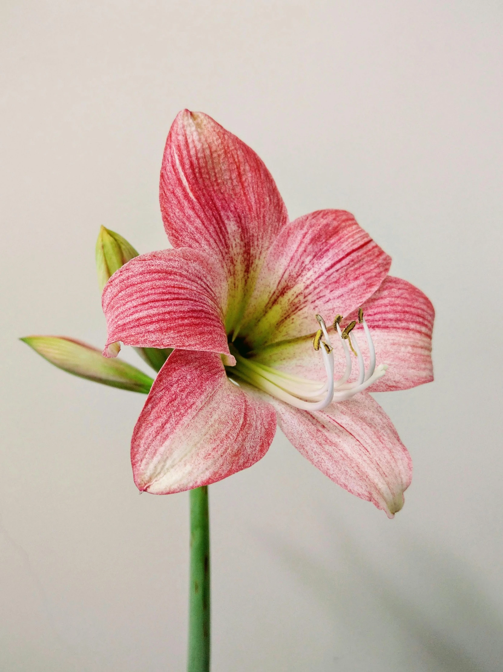 a close up of a pink flower in a vase