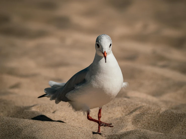 a white and grey seagull in the sand